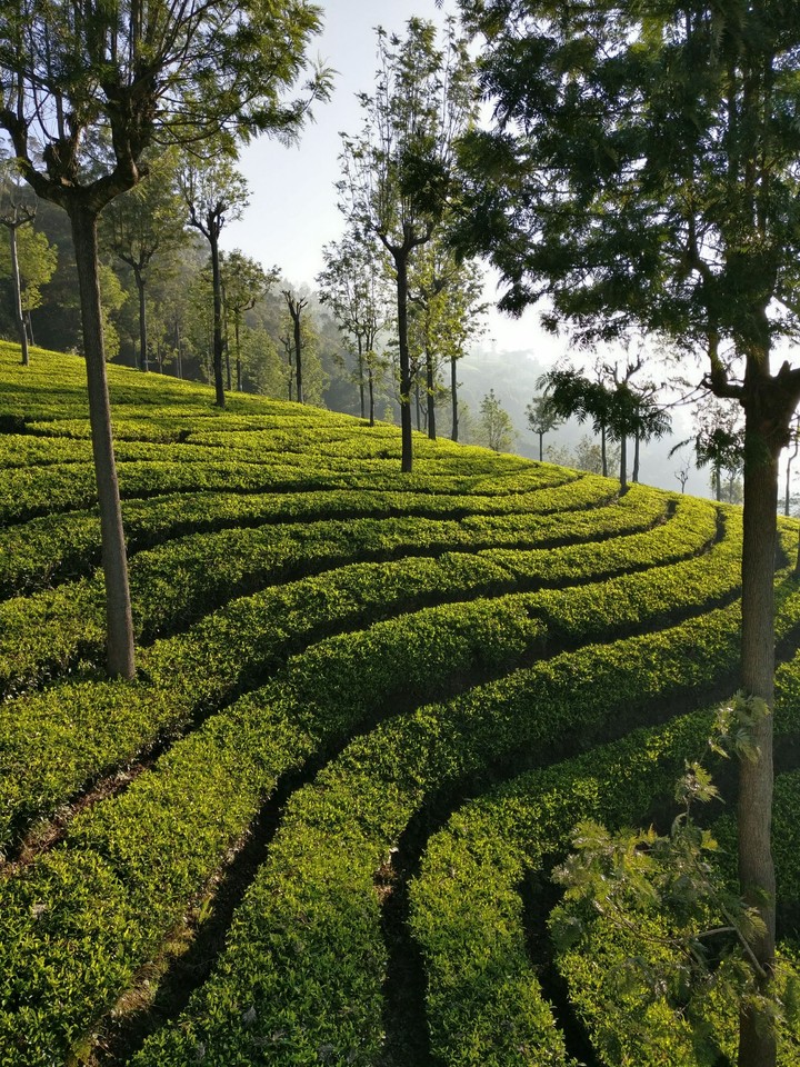 Tea Estate