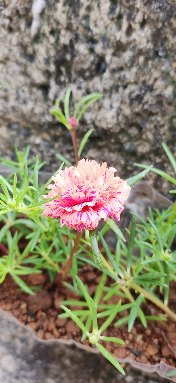 beauty of nature