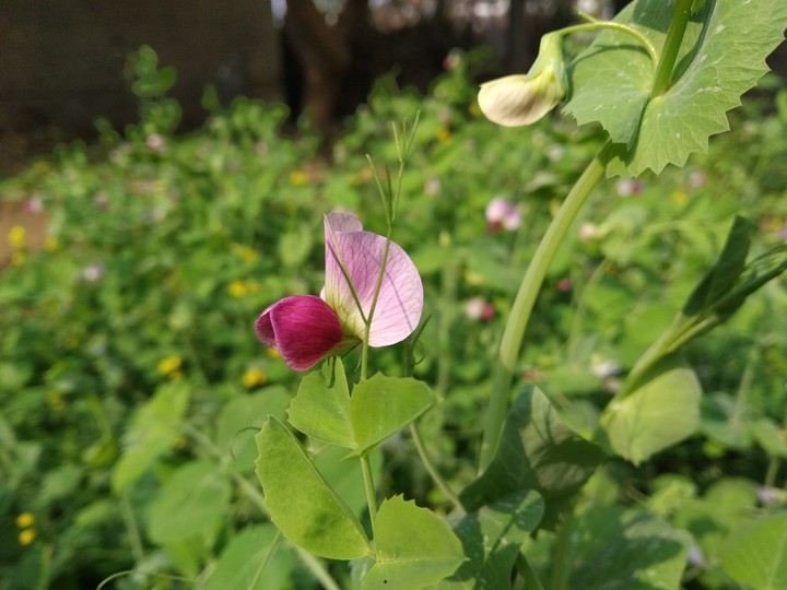 Green Pea Flower....