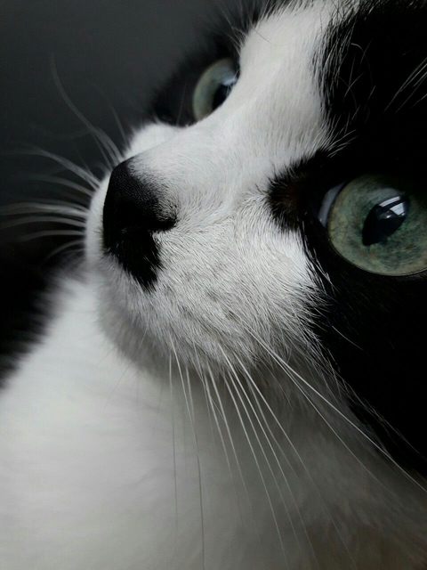 Cats
