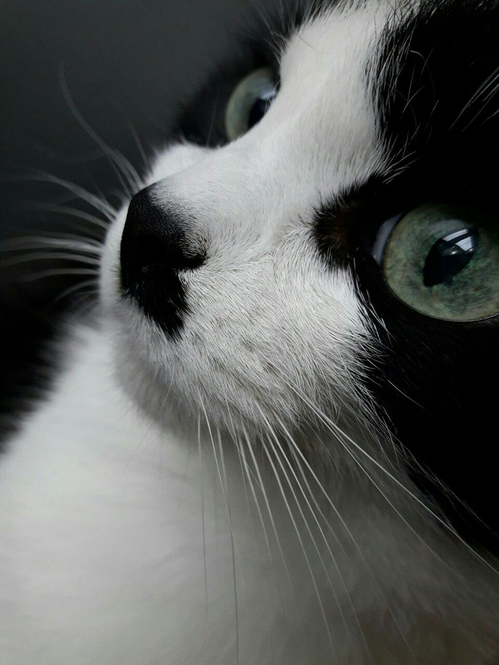 Cats 