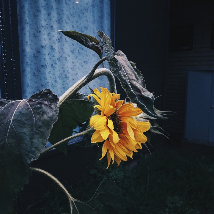 sunflower like a bright ray
