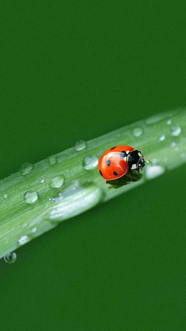 lady bug