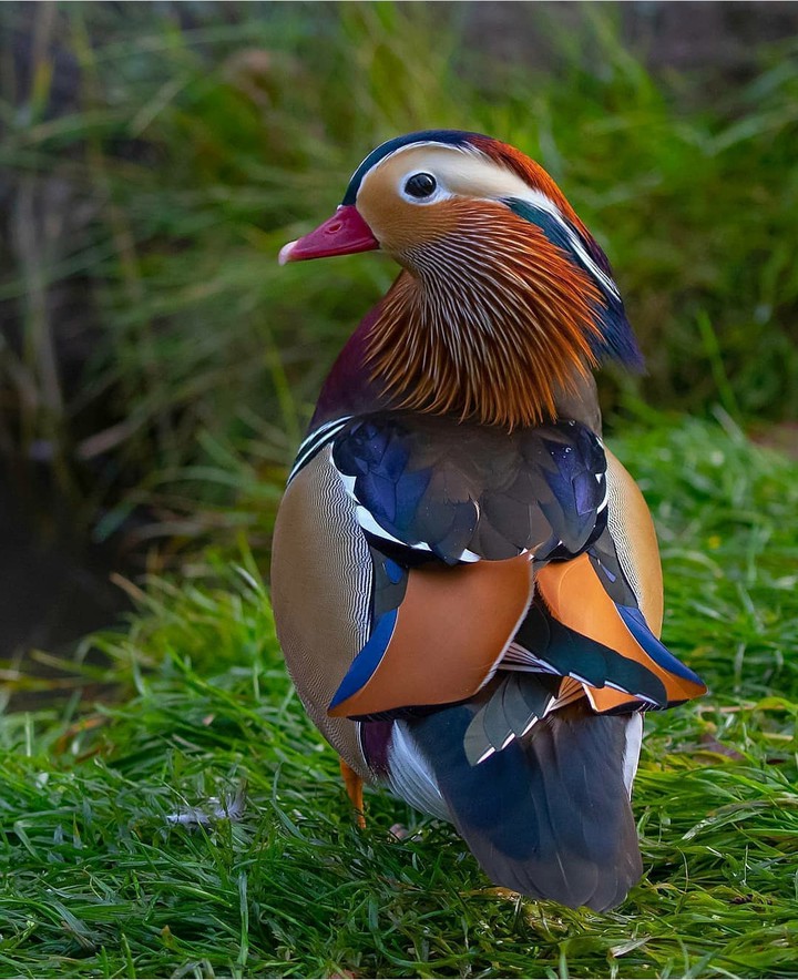 bird