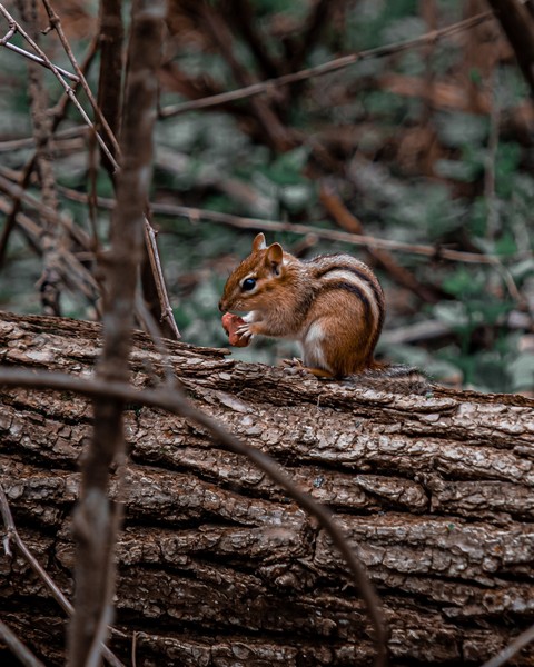 Squirrel, chipmunk वॉलपेपर