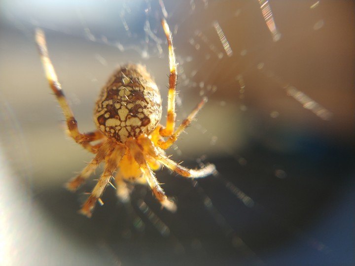 spider