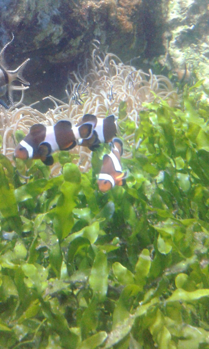 nemo
