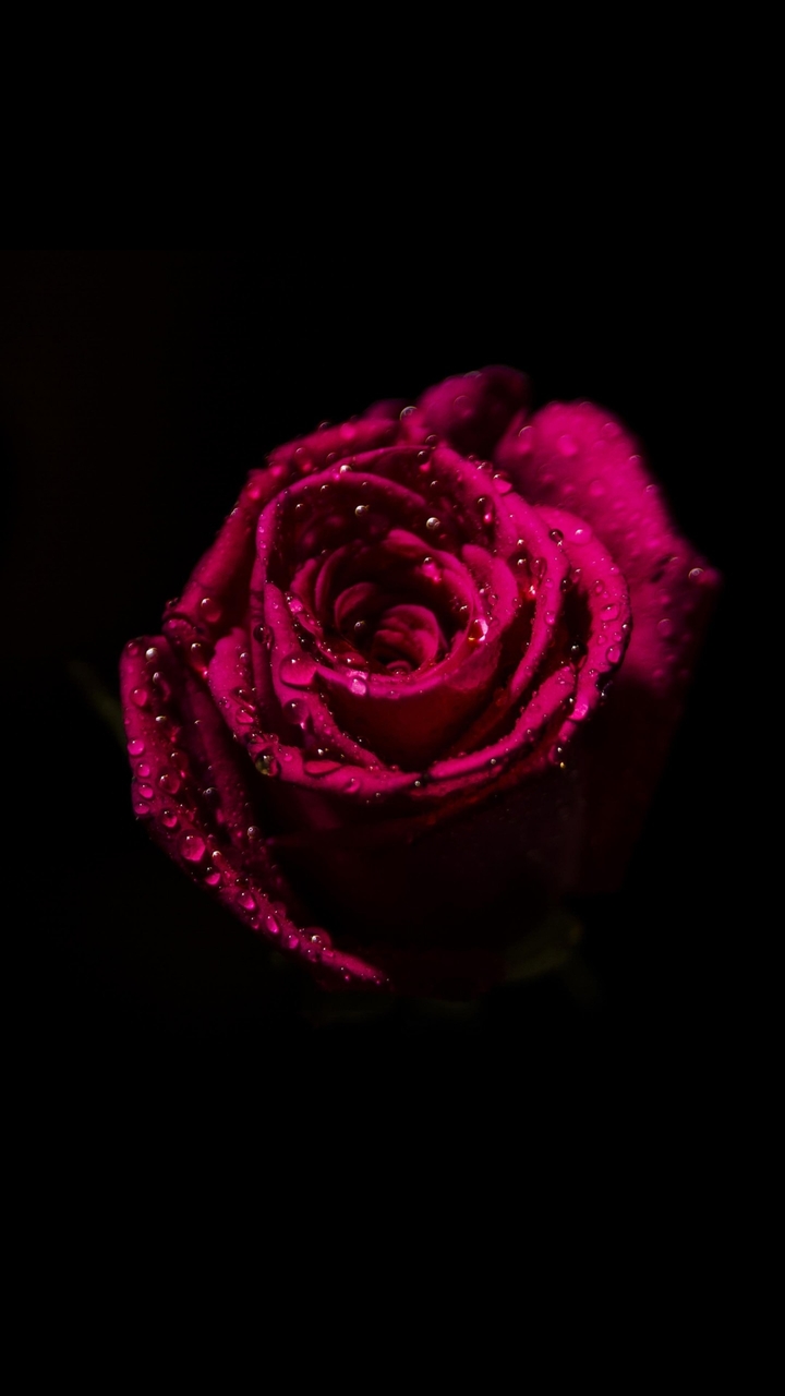 red rose