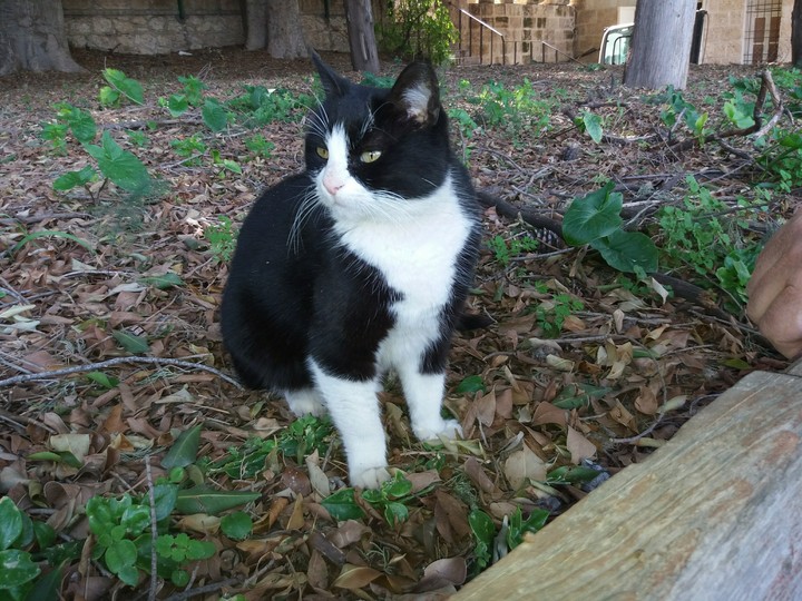 котик