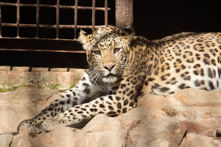 Leopard