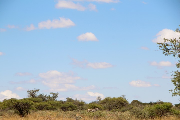 Zebra