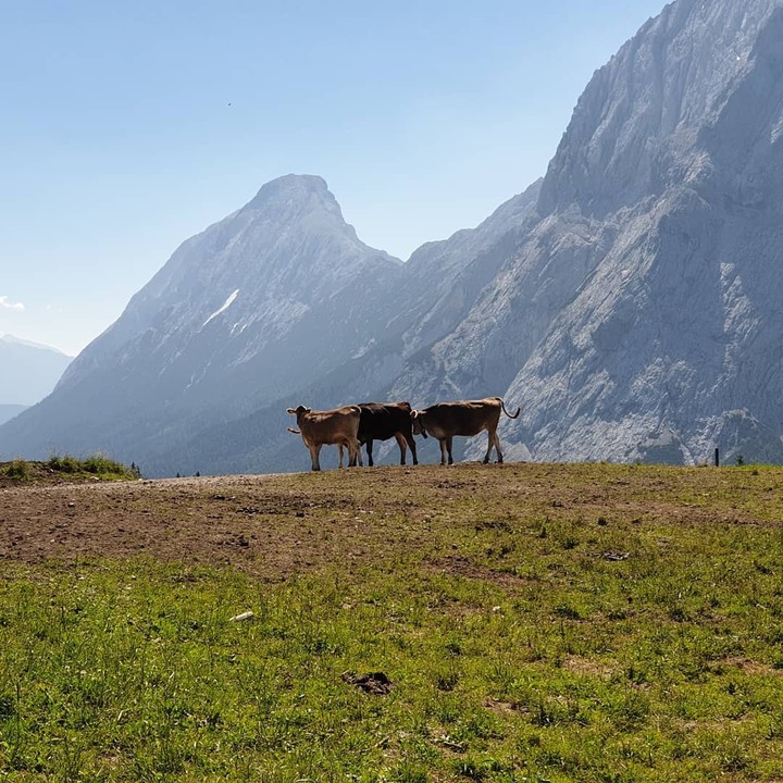 cow on the edge of the world