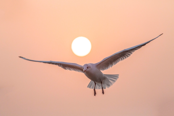 Beautiful bird
