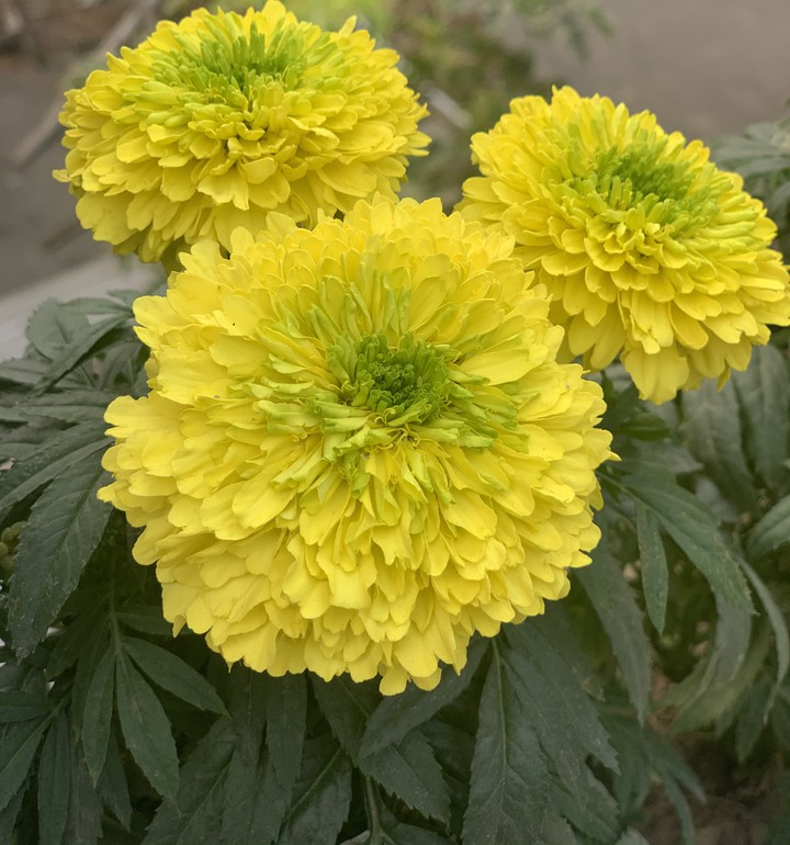 flowers