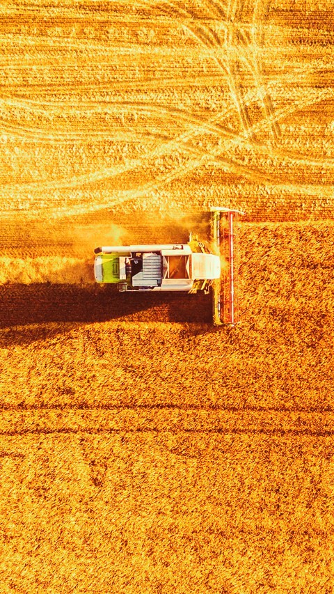 wheat ?