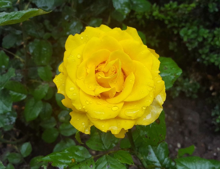 Beulautiful yellow rose