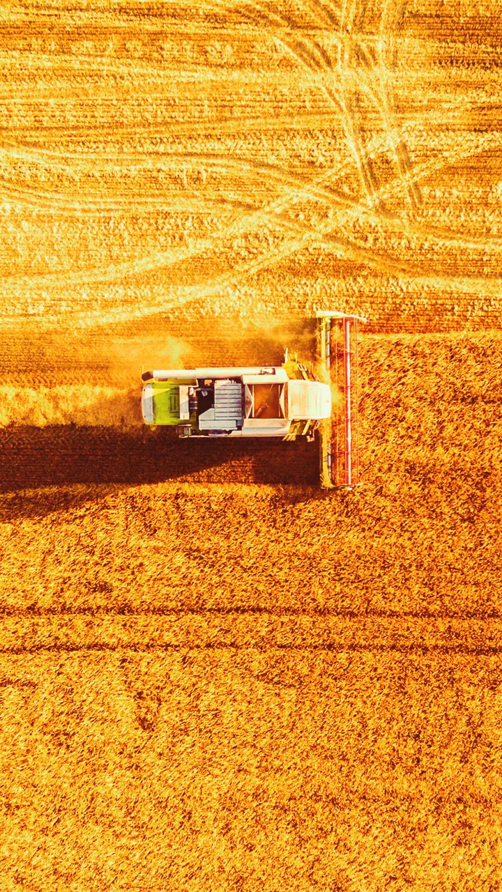 wheat ?