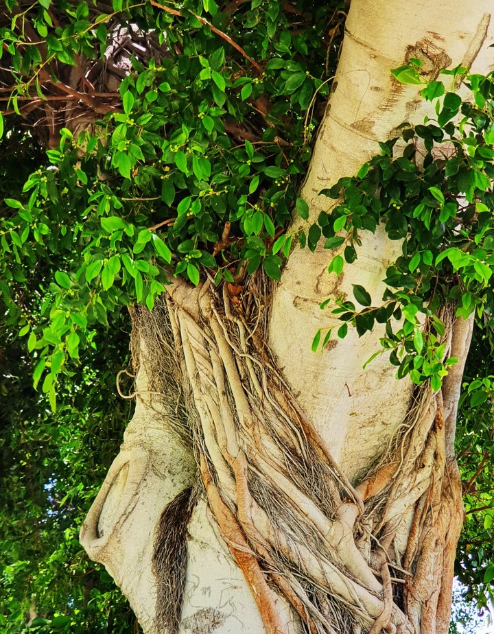 wonderful tree