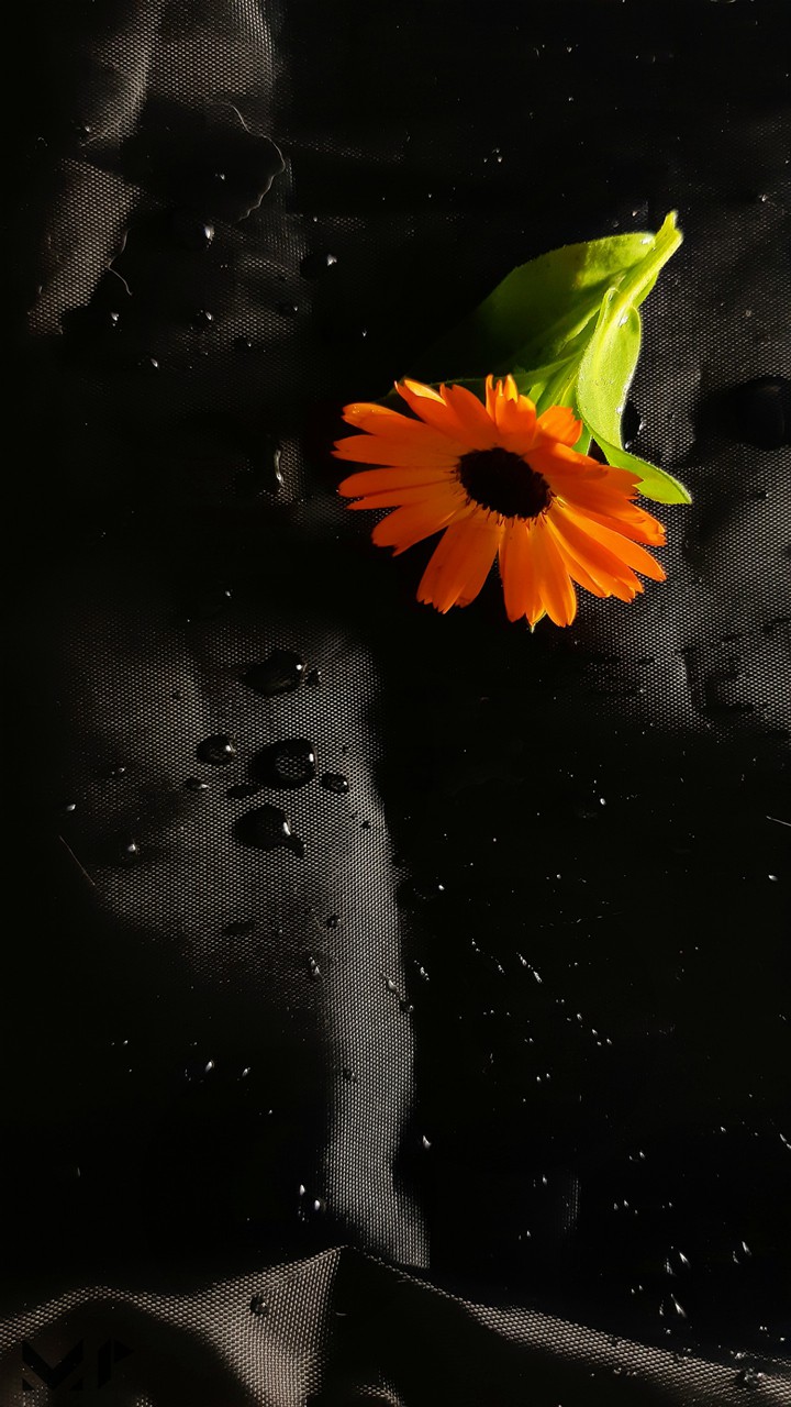 black and orange