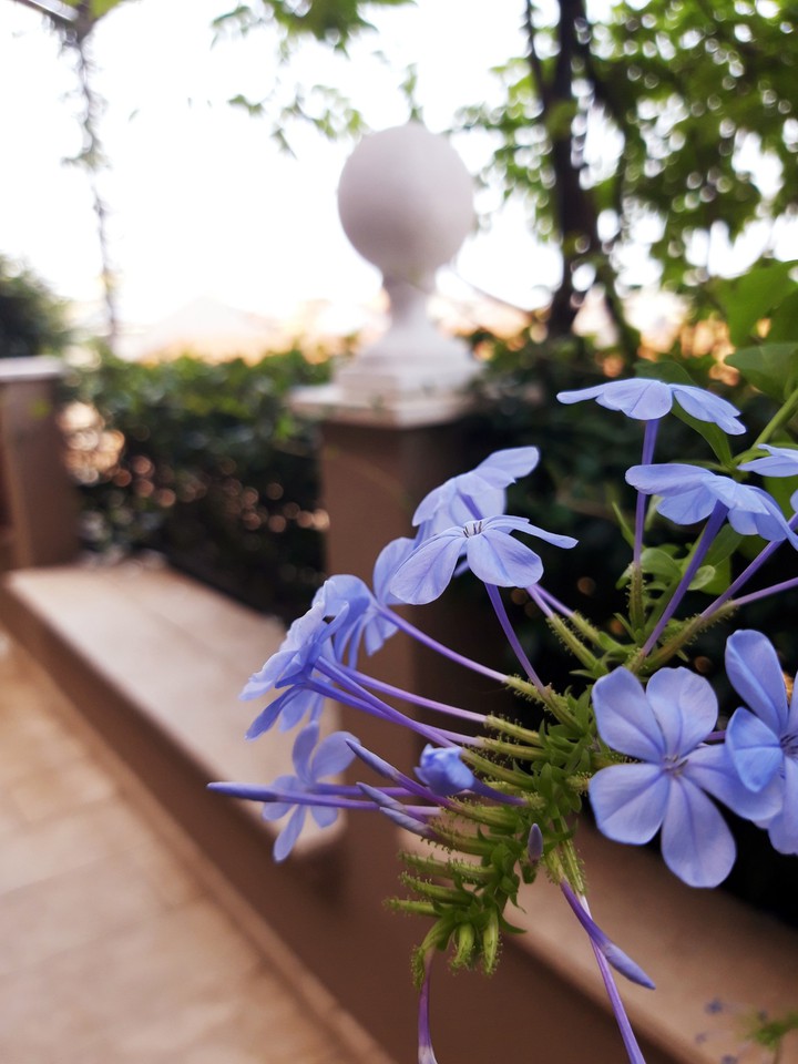 Purple flower