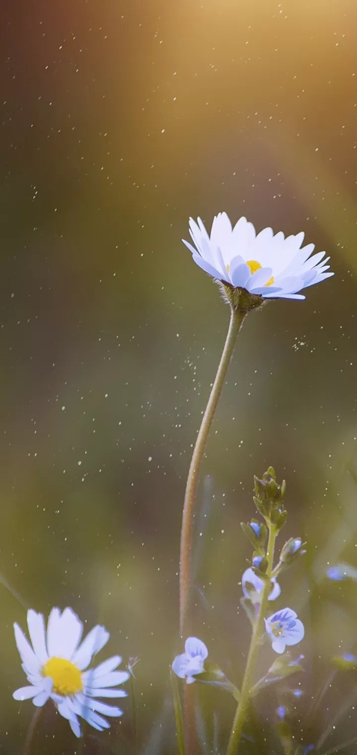 wild flowers