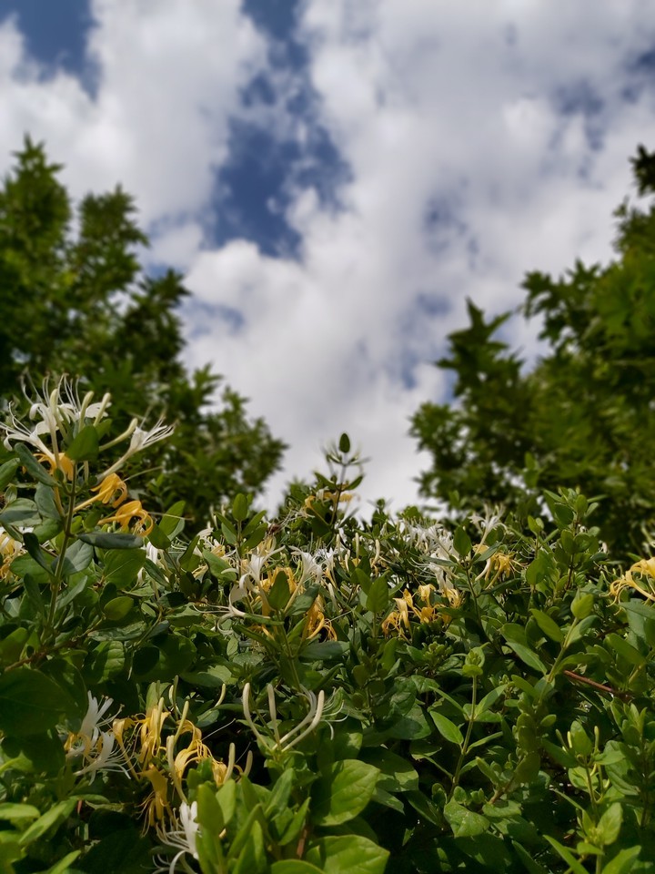 Plants