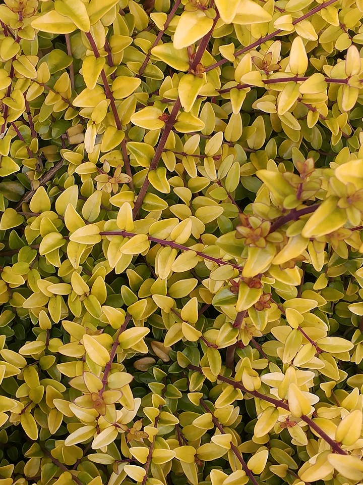 Leaves 
