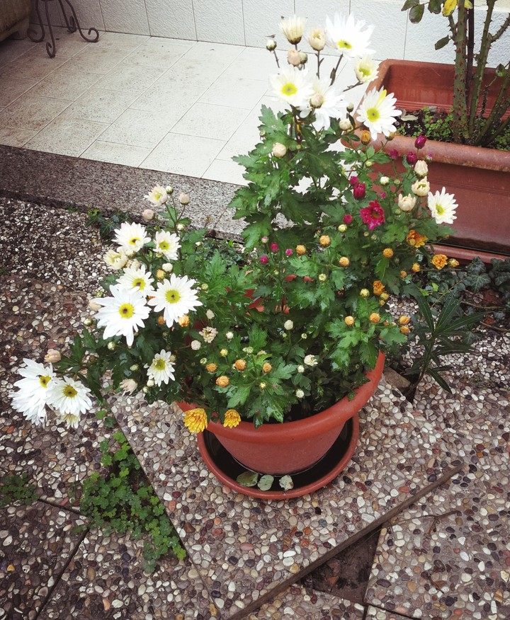 Flowers