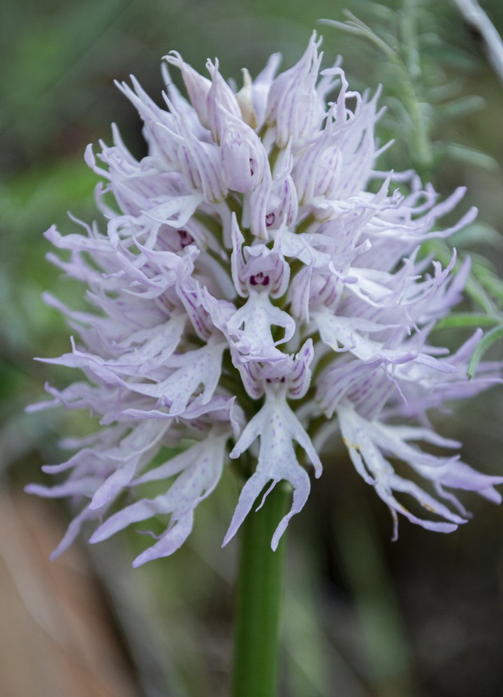 orchidea