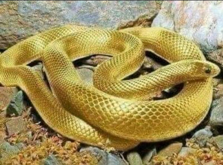 Golden Snake