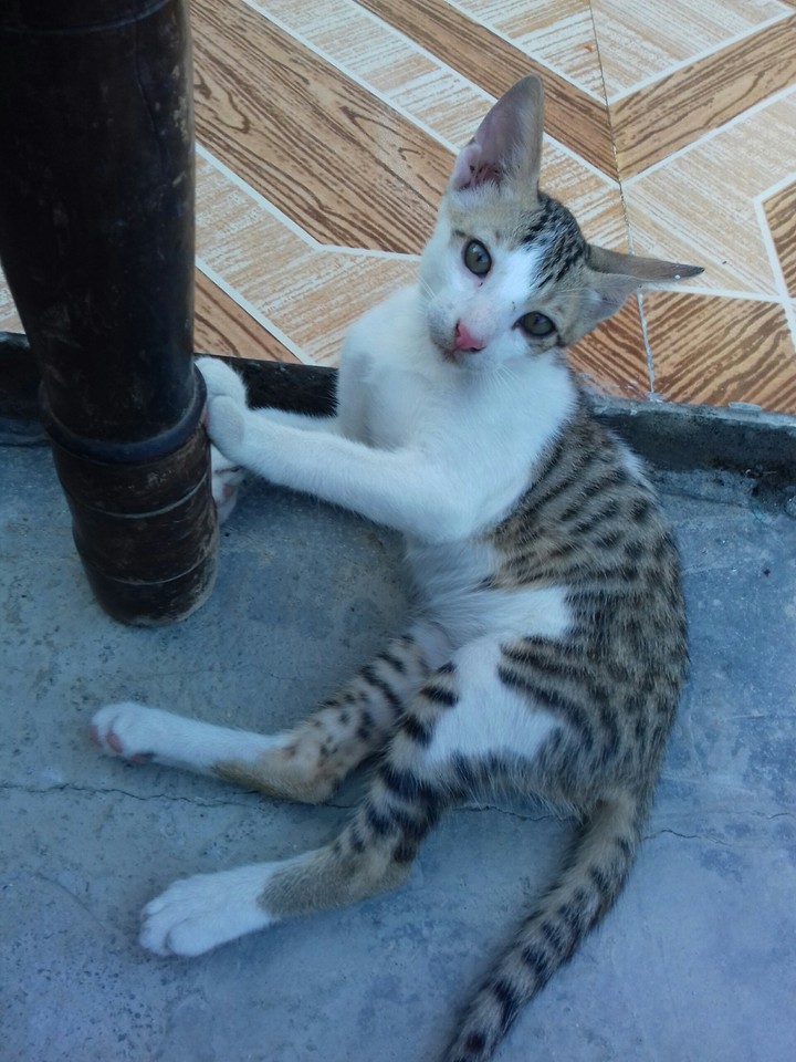 Cat.2