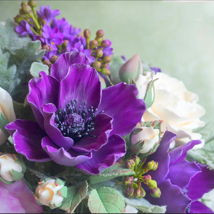 beautiful anemone