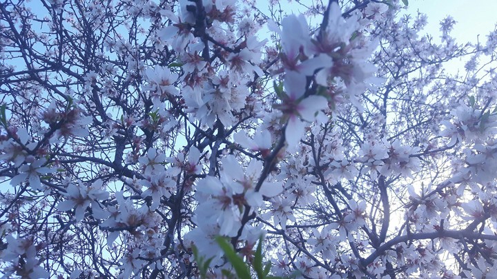 Un tuffo nei fiori....