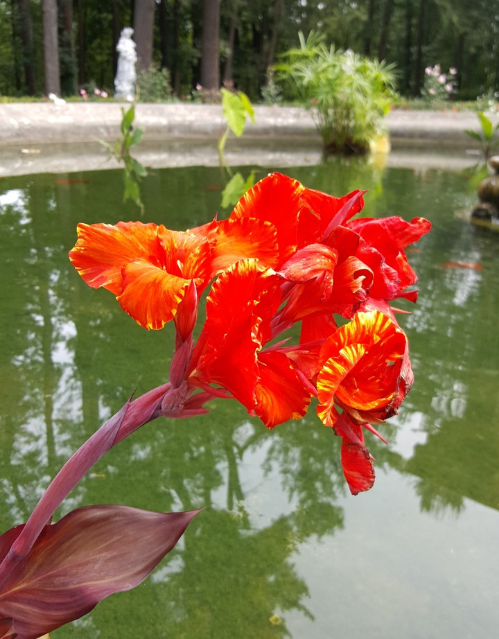 Water grown