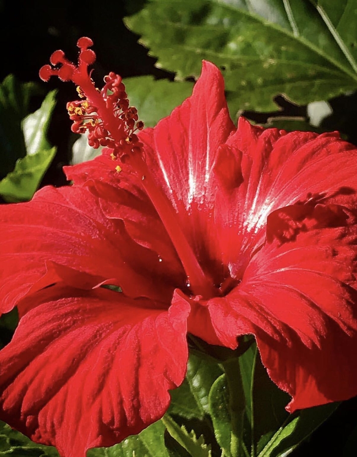 flower