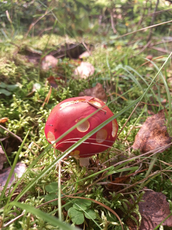 Mushrooms