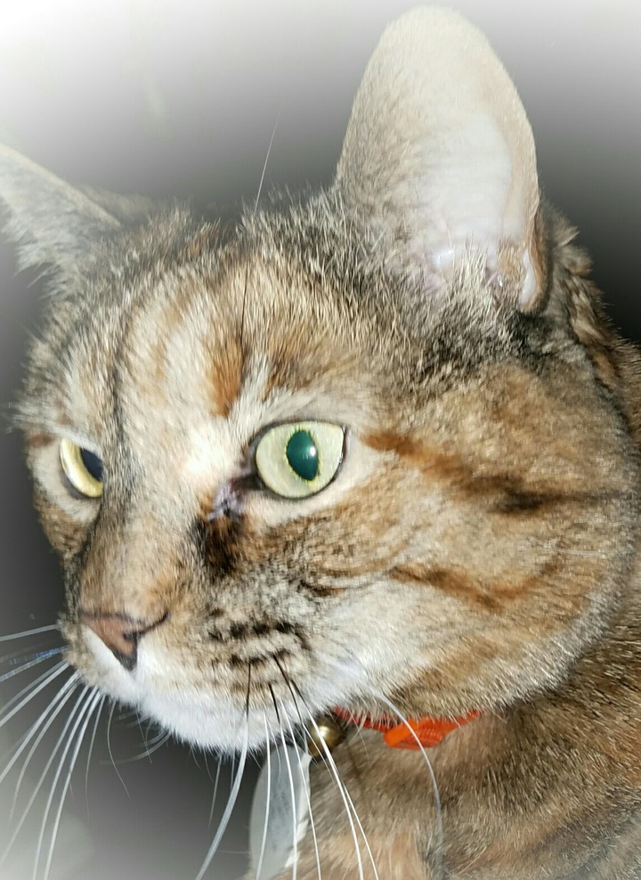 Kitty