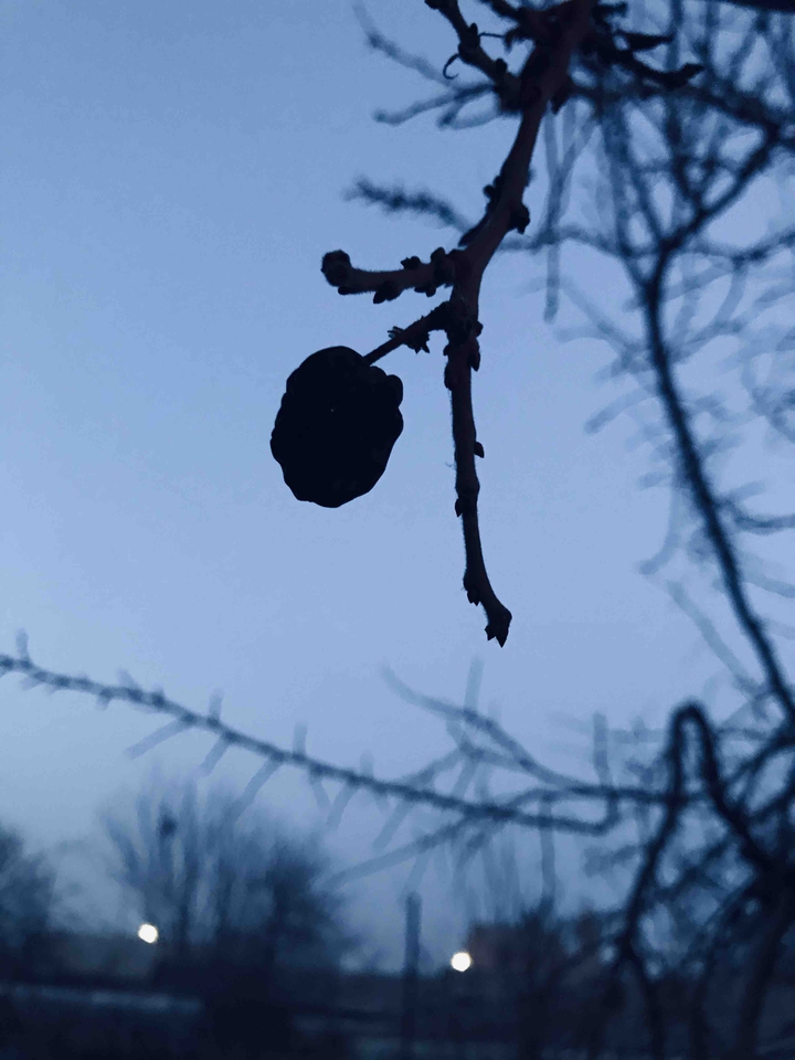 Winter afternoons