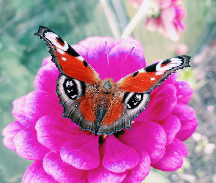 butterfly