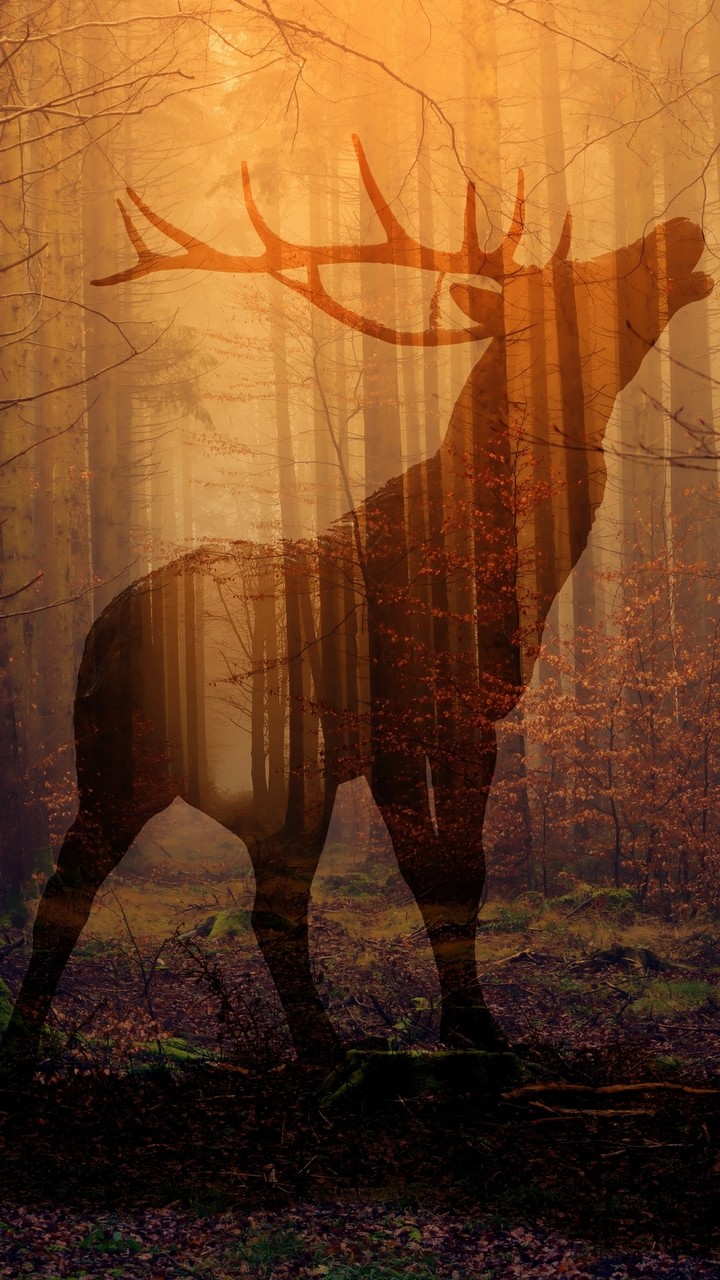 Deer