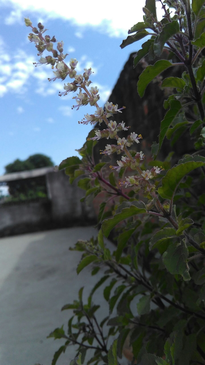 flower of tulsi