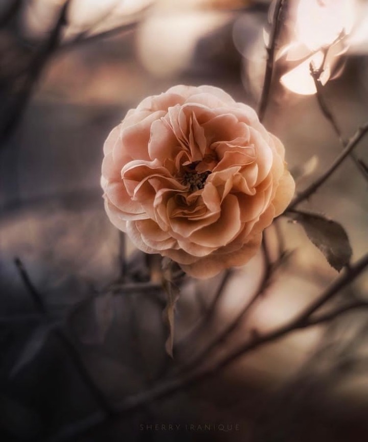 Rose