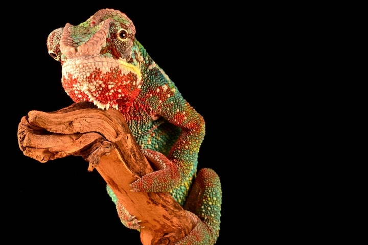 cameleon