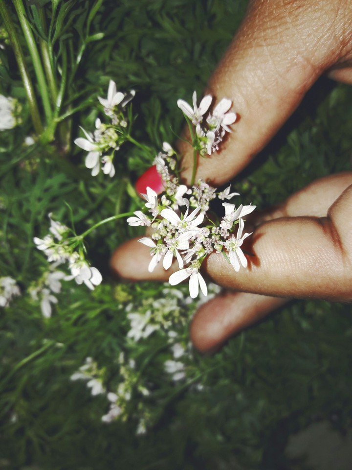 white flowers love