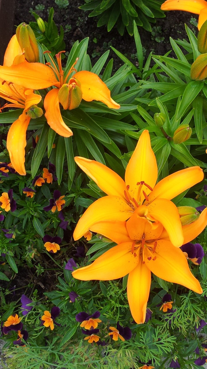 Garden 15