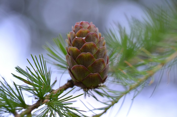A larch cone