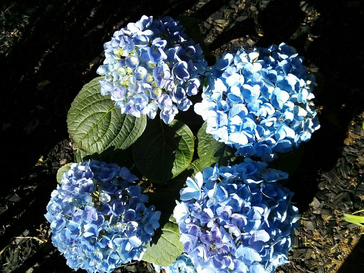Blue Flowers in Black Soil