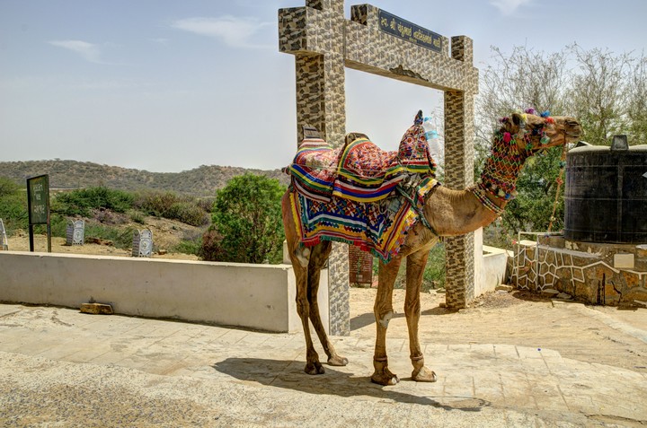 camel