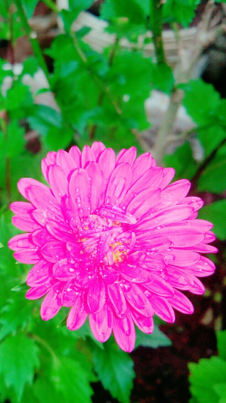 Ester Flower
