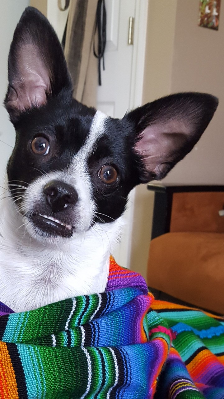 Did Someone Say Taco?